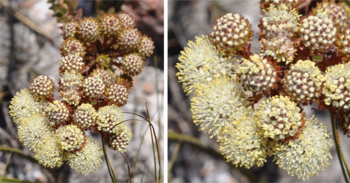 Berzelia cordifolia, flowerheads, showing flowers opening.