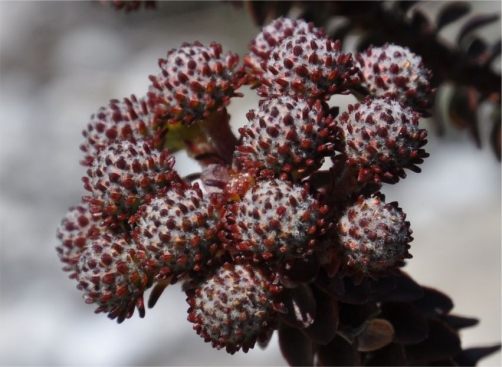 Berzelia cordifolia, flowerheads, flowers still in bud.