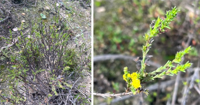 Marasmodes dummeri, a laxly branched shrub.