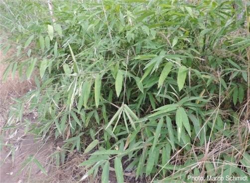 Oxytenanthera abyssinica leaves. Photo Marco Schmidt