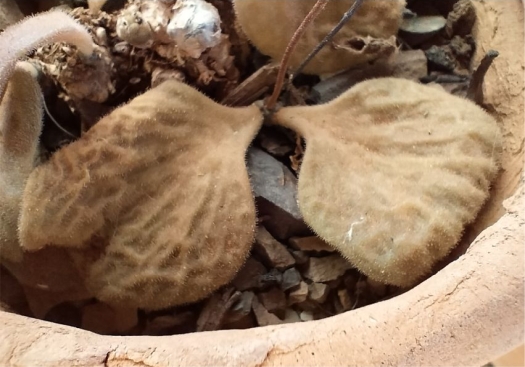 Tylecodon ectypus note bulging veins and change in leaf colour