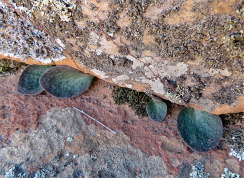 Tylecodon ectypus in early winter