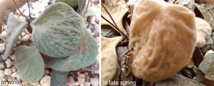 Tylecodon ectypus in cultivation 