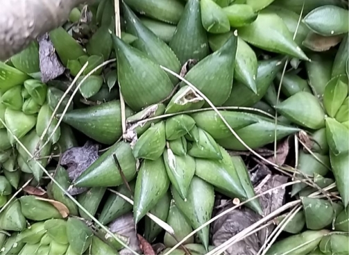 Haworthia marumiana var. reddii 