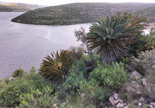 Waterdown Dam, Eastern Cape, the cliffs above the dam are the habitat of Haworthia marumiana var. reddii. Note the Euryops floribundus (yellow) and the Encephalartos friderici-guilielmii in the foreground. 