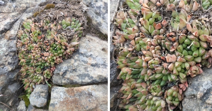 A cluster of Haworthia marumiana var. reddii filling a sandstone rock crevice 