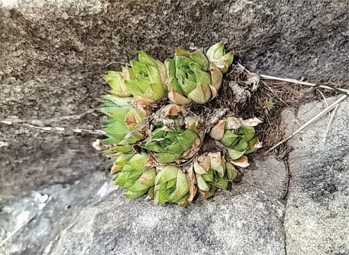 A small cluster of Haworthia marumiana var. reddii growing in limited space of this sandstone crevice. Note the translucent leaves and windows