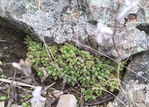 Haworthia marumiana var. reddii growing in a crevice on the shady south facing cliff face 