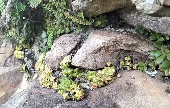 Haworthia marumiana var. reddii in habitat, surrounded by Crassula orbicularis and Pellaea viridis