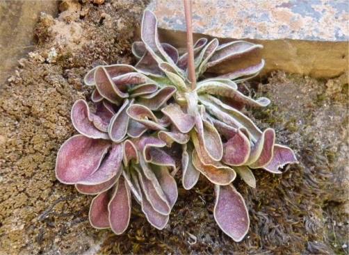 Adromischus phillipsiae on the Escarpment cliffs south-east of Calvinia during a dry period