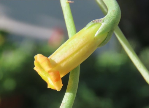 A yellow flowered Adromischus phillipsiae in cultivation 