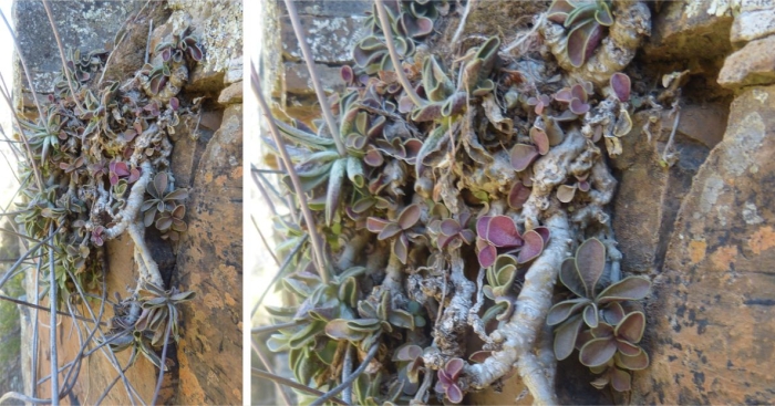 . A large cluster of Adromischus phillipsiae growing on a sheer south-facing cliff south-east of Calvinia