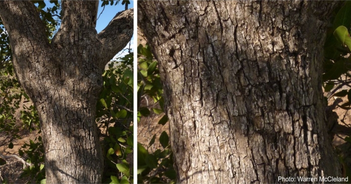 Lydenburgia cassinoides bark. Photo Warren McCleland