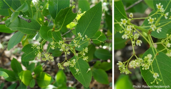 Lydenburgia cassinoides flowers. Photo Reuben Heydenrych