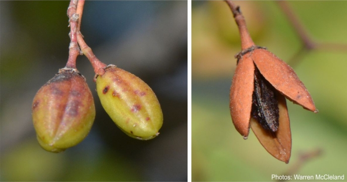 Lydenburgia cassinoides fruits and seeds. Photos Warren McCleland