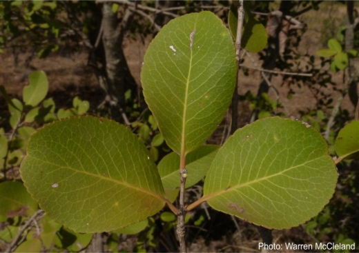 Lydenburgia cassinoides leaves. Photo Warren McCleland