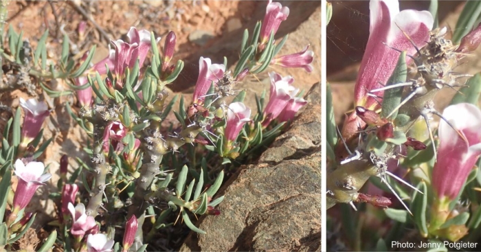 Pachypodium bispinosum, succulent stems and paired spines. Photo Jenny Potgieter