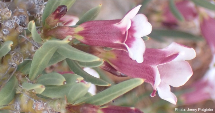 Pachypodium bispinosum, side view of flowers showing length. Photo Jenny Potgieter