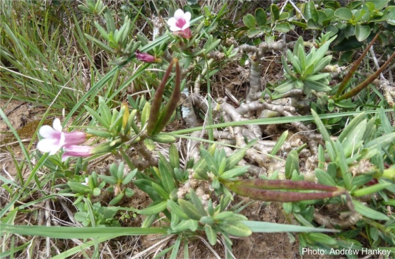 Pachypodium bispinosum, in fruit. Photo Andrew Hankey