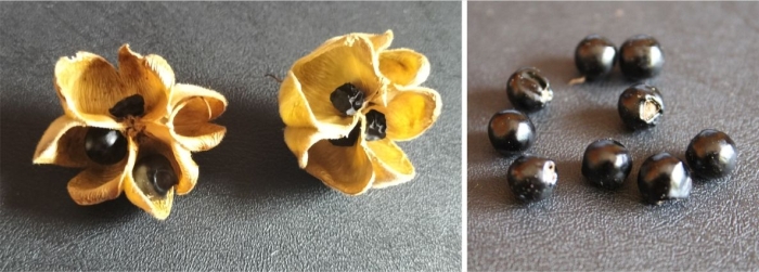 Melianthus elongatus ripe seed capsules and fertile seeds