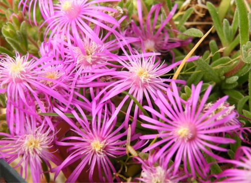 Delosperma waterbergense in flower at Kirstenbosch 