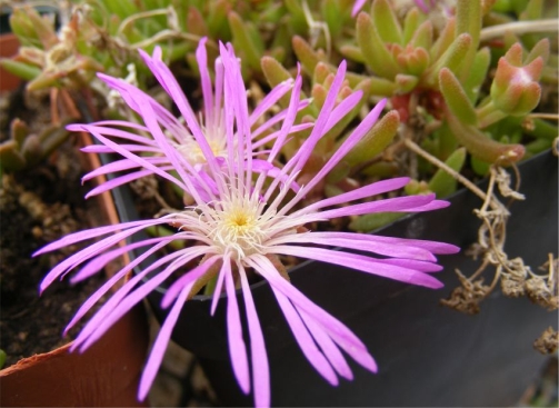 Delosperma waterbergense in flower note the narrow petals, and the papillate leaves 