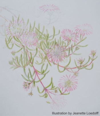 Illustration of Delosperma waterbergense by Jeanette Loedolff