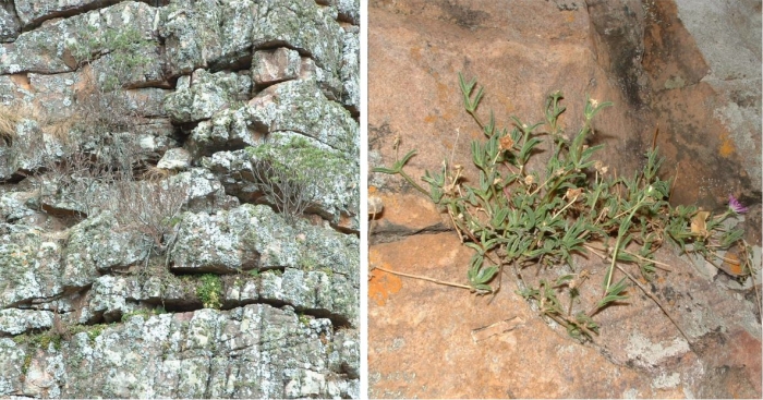 The lichen covered upper cliffs along the Kransberg, Marakele National Park