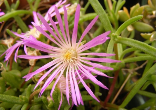 Close-up of the flower of Delosperma waterbergense