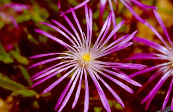 Close-up of the flower of Delosperma waterbergense