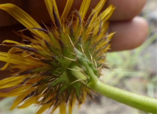 Involucral bracts of Berkheya griquana