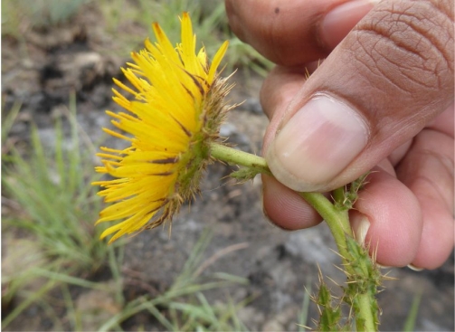 Side view of a flower head of Berkheya griquana