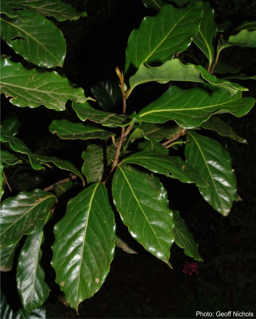 Ocotea kenyensis leaves. Photo Geoff Nicholls