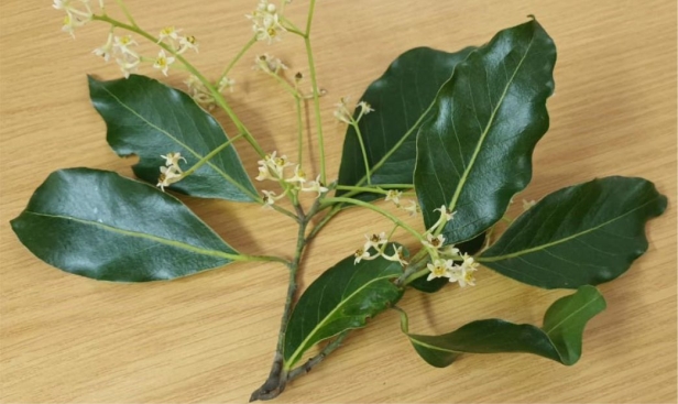 Ocotea kenyensis flowers