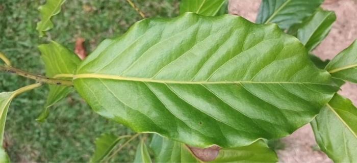 Ocotea kenyensis leaf