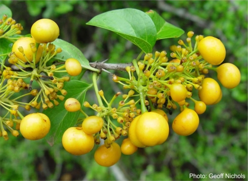 Ripe fruits of Canthium armatum. Photo Geoff Nichols