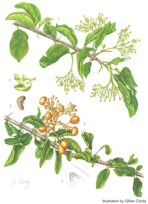 Illustration of Canthium armatum by Gillian Condy