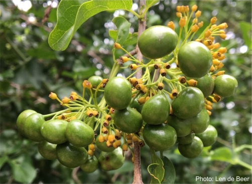 Unripe fruits of Canthium armatum. Photo Len de Beer