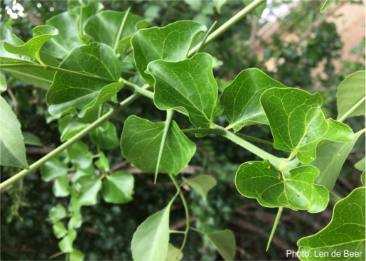 Leaves and spines of Canthium armatum. Photo Len de Beer