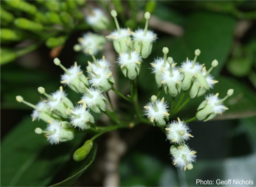 Flowers of Canthium armatum. Photo Geoff Nichols