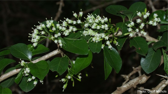 A flowering branch of Canthium armatum. Photo Geoff Nichols