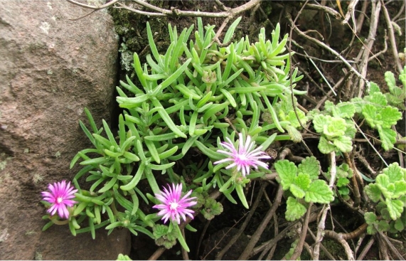 Delosperma zoutpansbergense in flower in habitat 