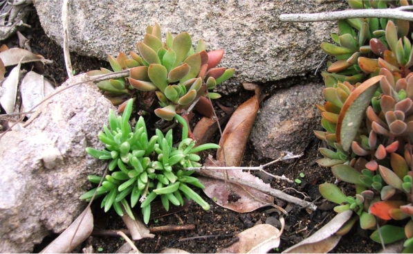 Delosperma zoutpansbergense growing among Crassula swaziensis