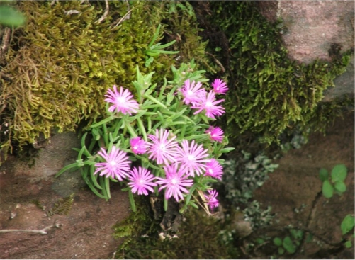 Delosperma zoutpansbergense drooping from a cliff at Hanglip growing with moss