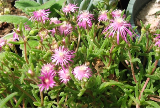 Delosperma zoutpansbergense in cultivation at Kirstenbosch 