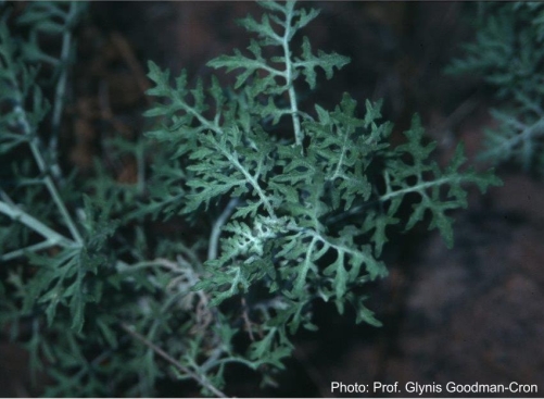 Cineraria cyanomontana. Photo Glynis Goodman-Cron