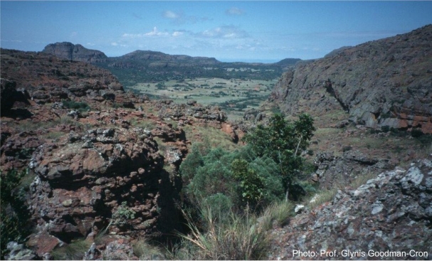 Blouberg Mountain, habitat of Cineraria cyanomontana. Photo Glynis Goodman-Cron