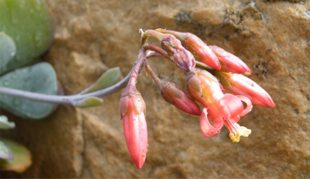 Cotyledon barbeyi var. soutpansbergensis in flower at Kirstenbosch 