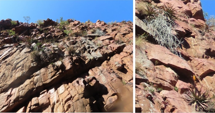 West facing cliff face at Wyllies Poort, growing with Aloe spicata