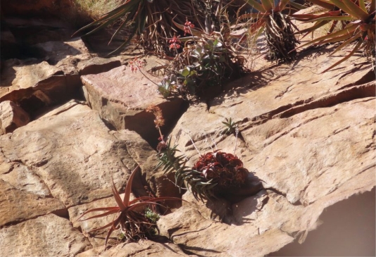 Cotyledon barbeyi var. soutpansbergensis in flower in Wyllies Poort